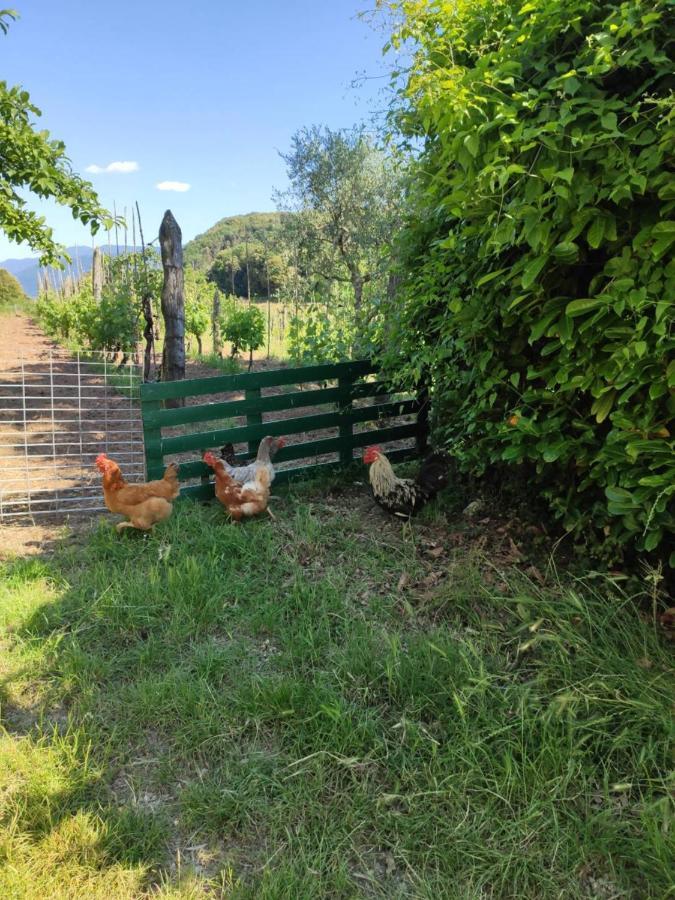 Cara House Tuscany - Zona Lucca Chiatri Kültér fotó